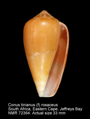 Conus tinianus