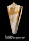 Conus tribblei