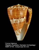 Conus trigonus