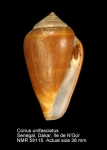 Conus unifasciatus