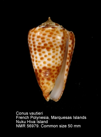 Conus vautieri