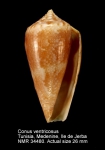 Conus ventricosus