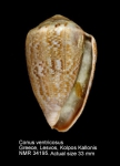 Conus ventricosus