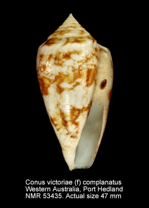 Conus victoriae
