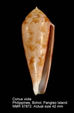 Conus viola