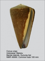 Conus virgo