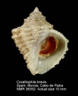 Coralliophila brevis