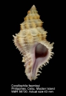 Coralliophila fearnleyi