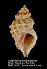 Coralliophila fontanangioyae