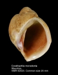 Coralliophila monodonta