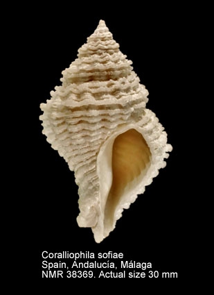 Coralliophila sofiae