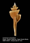 Coronium coronatum