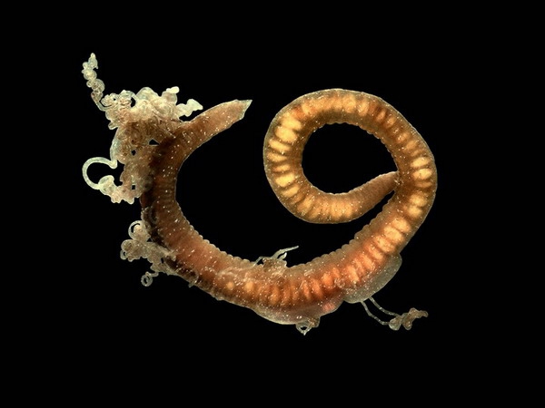 Chaetozone setosa Malmgren, 1867 Chaetozone setosa Malmgren, 1867