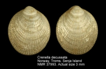 Crenella decussata