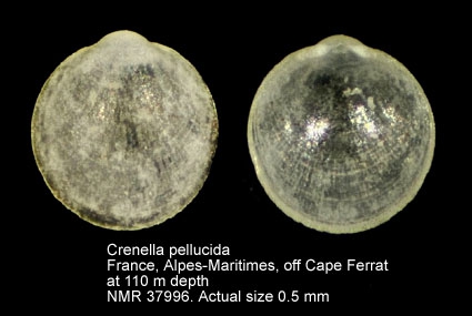 Crenella pellucida