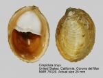 Crepidula onyx