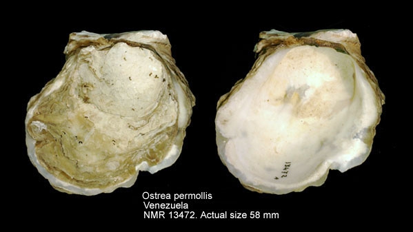 Ostrea permollis