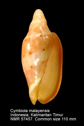 Cymbiola (Cymbiola) malayensis