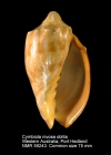 Cymbiola (Cymbiola) nivosa oblita