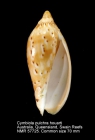 Cymbiola (Cymbiolacca) pulchra houarti