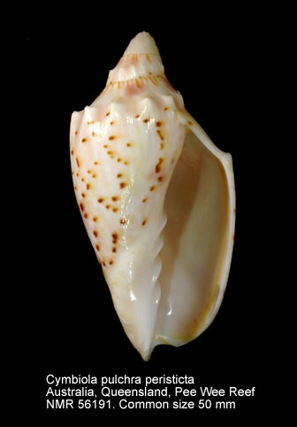 Cymbiola (Cymbiolacca) pulchra peristicta