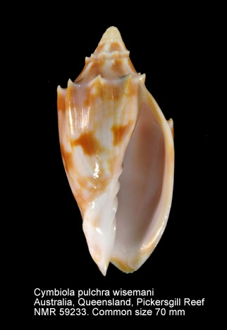 Cymbiola (Cymbiolacca) pulchra wisemani