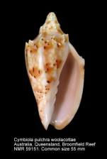 Cymbiola (Cymbiolacca) pulchra woolacottae