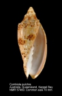 Cymbiola pulchra