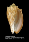 Cymbiola (Cymbiola) sophia