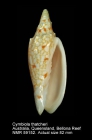 Cymbiola (Cymbiolacca) thatcheri