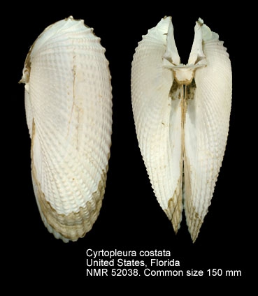 Cyrtopleura costata