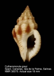 Cytharomorula grayi