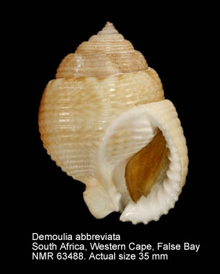 Demoulia abbreviata