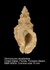 Dermomurex elizabethae