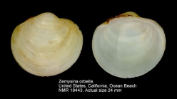 Zemysina orbella