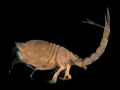 Crustacea (crustaceans)