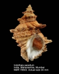 Indothais sacellum