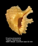 Drupina grossularia