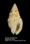 Enaeta cylleniformis