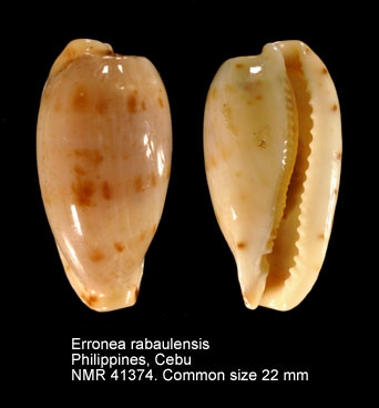 Erronea rabaulensis