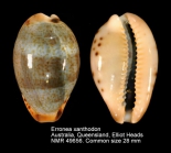 Erronea xanthodon