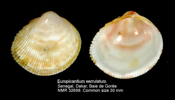 Europicardium serrulatum