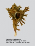 Favartia bojadorensis