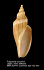 Fulgoraria (Psephaea) concinna