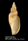 Fulgoraria (Psephaea) daviesi