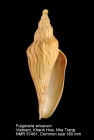 Fulgoraria (Fulgoraria) ericarum