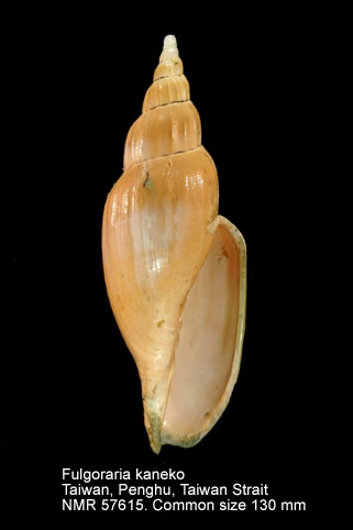 Fulgoraria (Psephaea) kaneko