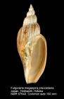 Fulgoraria (Nipponomelon) megaspira prevostiana