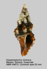 Hesperaptyxis cinereus