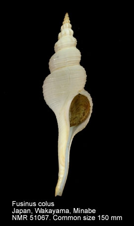 Fusinus colus